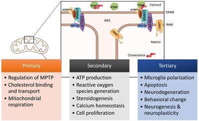 Translocator protein in the rise and fall of central nervous system neurons